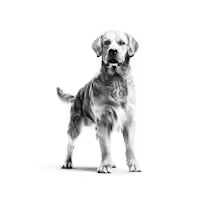 טייגר פלוס 20מזון לכלב ק"ג