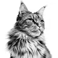 טייגר מזון לחתולי חצר 18 ק"ג